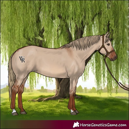 Horse Color:Red Dun 