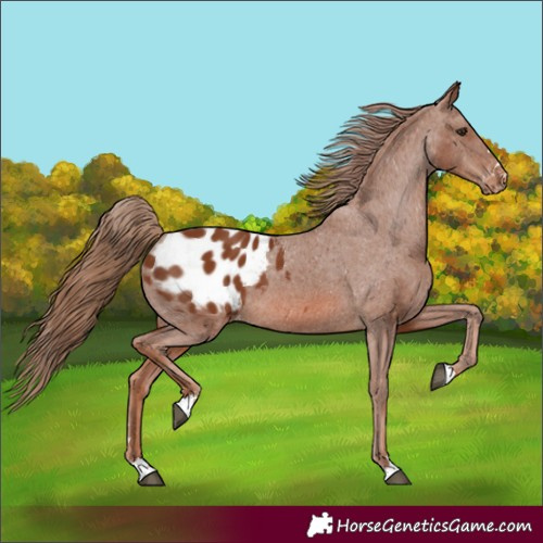 Horse Color:Unknown 