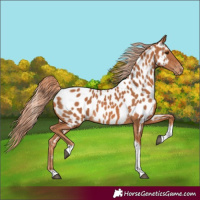 Horse Color:Chestnut Tobiano Near Leopard 