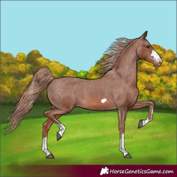 Horse Color:Chestnut Appaloosa 