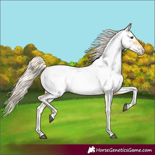 Horse Color:Palomino Appaloosa 