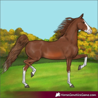 Horse Color:Chestnut Splash 