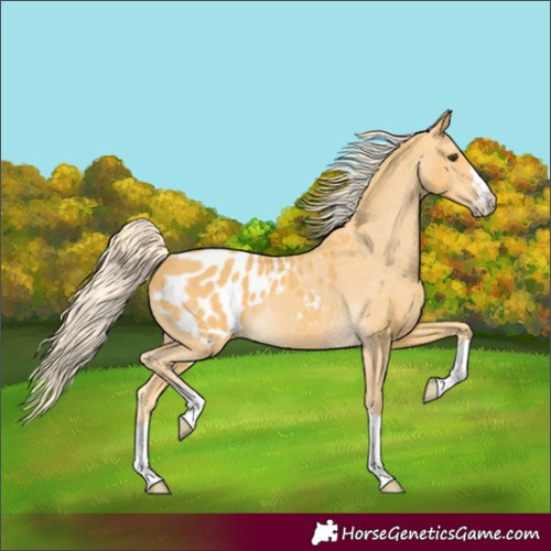 Horse Color:Palomino Appaloosa 