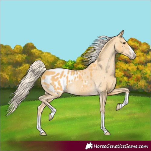 Horse Color:Palomino Appaloosa 