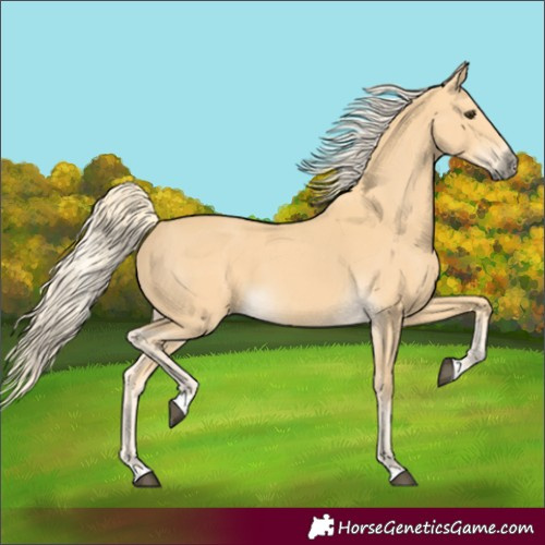 Horse Color:Palomino 