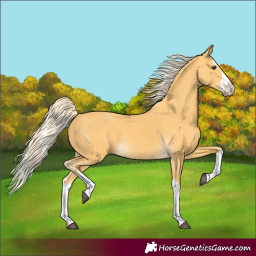 Horse Color:Palomino Splash 