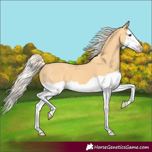 Horse Color:Palomino Splash 