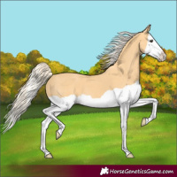 Horse Color:Palomino Splash 
