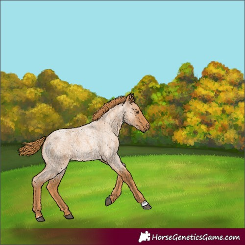 Horse Color:Red Roan