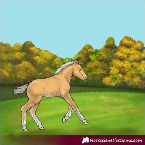 Horse Color:Palomino