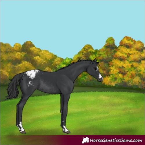 Horse Color:Black Appaloosa Rabicano 