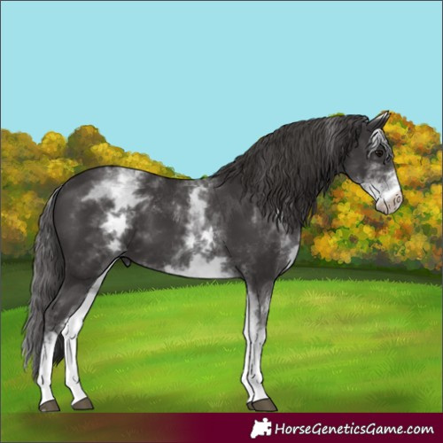 Horse Color:White Spotted Smoky Black 