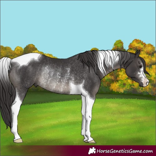 Horse Color:Smoky Black Tobiano Rabicano