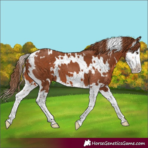 Horse Color:White Spotted Chestnut Splash 