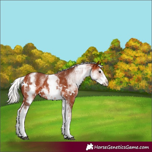 Horse Color:White Spotted Silver Bay