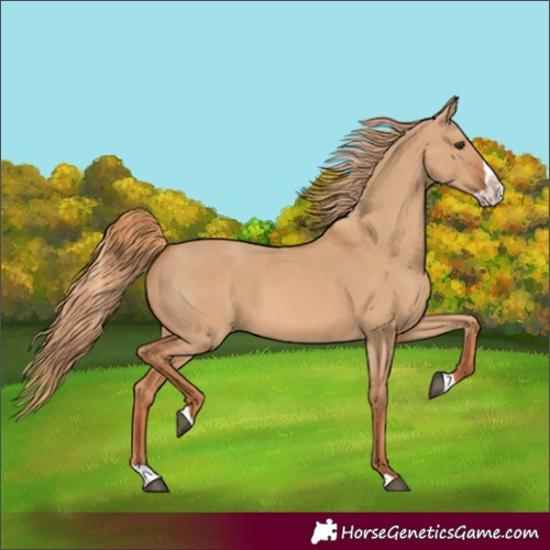 Horse Color:Red Dun Splash 