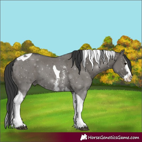 Horse Color:Grullo Sabino Splash Tobiano Rabicano