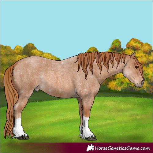 Horse Color:Red Roan Tobiano