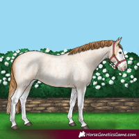 Horse Color:Red Dun Roan Splash Frame Rabicano 