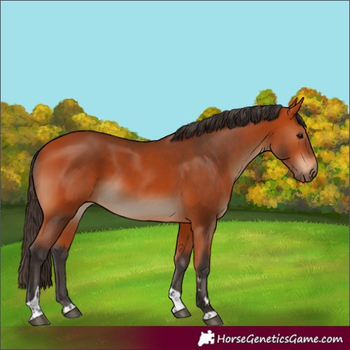Horse Color:Bay Tobiano Rabicano