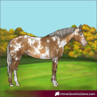 Horse Color:Gray White Spotted Silver Amber Cream Champagne Rabicano 