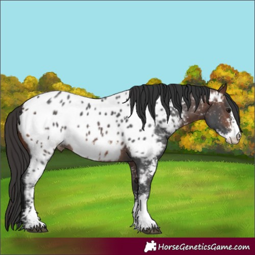 Horse Color:Brown Sabino Appaloosa 