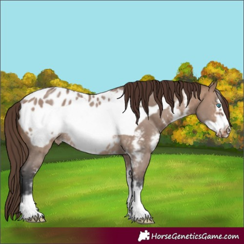 Horse Color:Brown Dun Sabino Frame Appaloosa Rabicano 