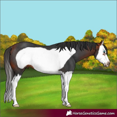 Horse Color:Bay Splash Frame Rabicano 