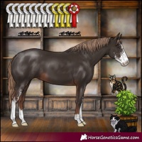Horse Color:Liver Chestnut Sabino