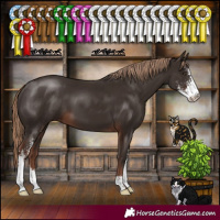 Horse Color:Liver Chestnut Sabino