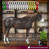Horse Color:Liver Chestnut Sabino 