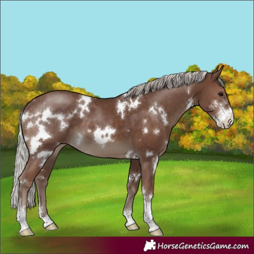Horse Color:White Spotted Silver Black Sabino 