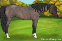 Horse Color:Bay Roan 