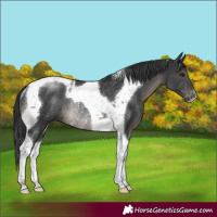 Horse Color:Black Tobiano Rabicano