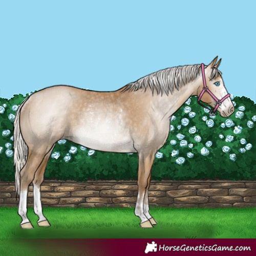 Horse Color:Gray Silver Smoky Black Pearl Rabicano
