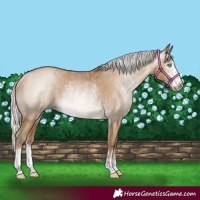 Horse Color:Gray Silver Smoky Black Pearl Rabicano 