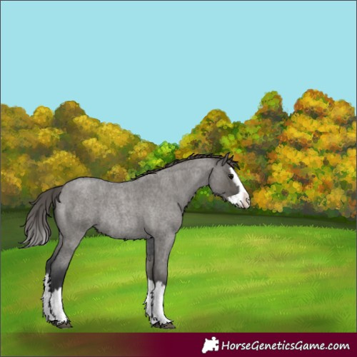 Horse Color:Grullo Roan Splash Appaloosa Rabicano 