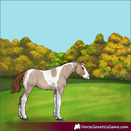 Horse Color:Red Dun Roan Splash Tobiano Rabicano