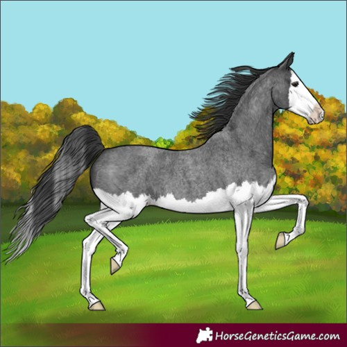 Horse Color:Blue Roan Splash 