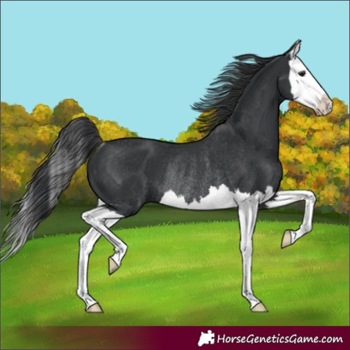 Horse Color:Black Splash Rabicano 