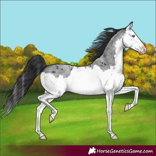 Horse Color:Blue Roan Splash 