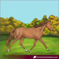 Horse Color:Chestnut 