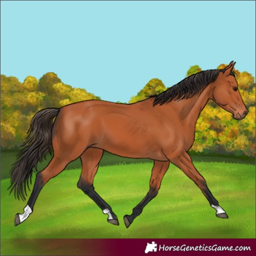 Horse Color:Bay 