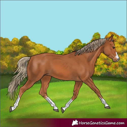 Horse Color:Chestnut 