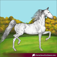 Horse Color:Gray Black Sabino Splash 