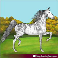 Horse Color:Gray Black Sabino Splash 
