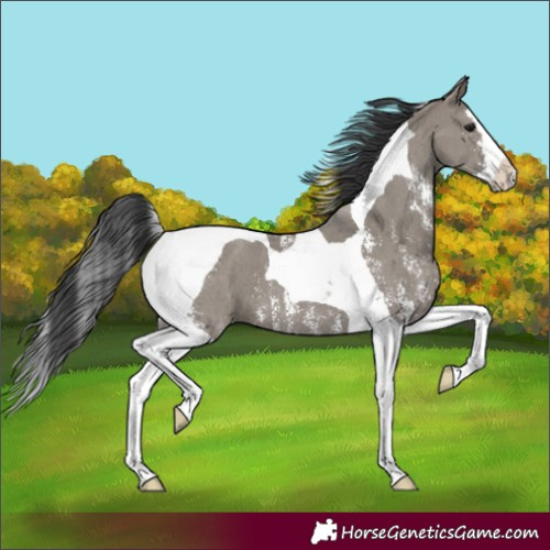 Horse Color:Grullo Sabino Splash Tobiano 