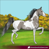 Horse Color:Grullo Sabino Splash Tobiano 