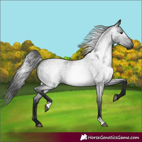 Horse Color:Gray Blue Roan 