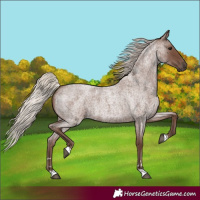 Horse Color:Silver Blue Roan 